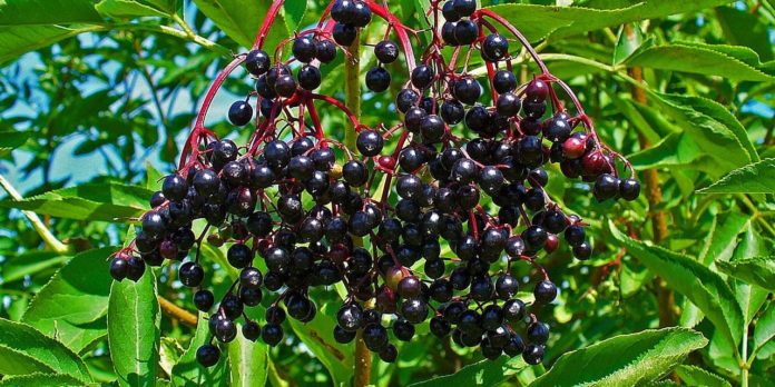 holunderbeeren